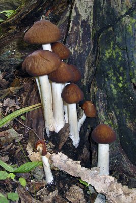 mushrooms-026.jpg