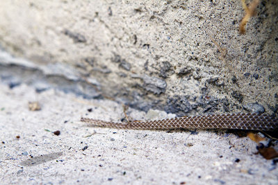 09/03/2011 - _MG_3360.jpg