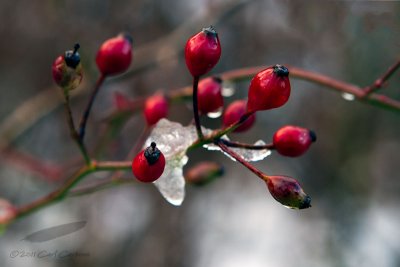 12/02/2011 - _MG_4527.jpg