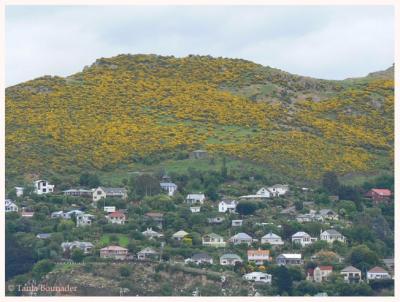 Lyttleton
