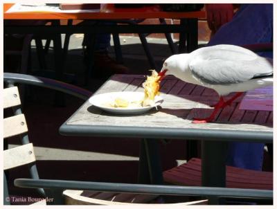 Hey, that was my lunch!
