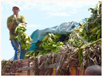 Banana business