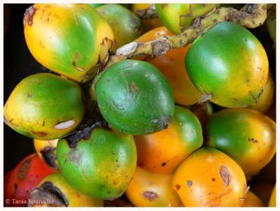 Local fruits