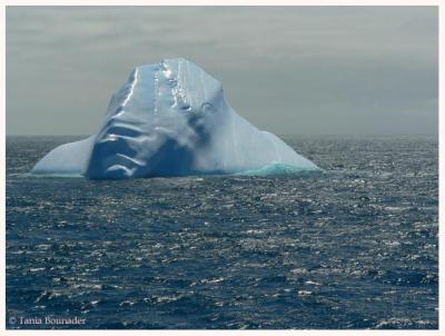 Once upon a time, an iceberg got lost & reached Argentinian waters