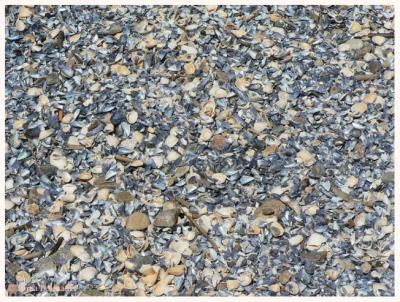 Mussel shell beach