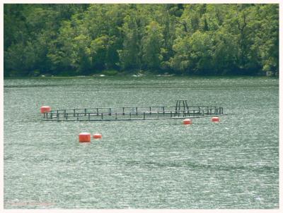 g4/97/544497/3/59998303.Salmonfishingcopy.jpg