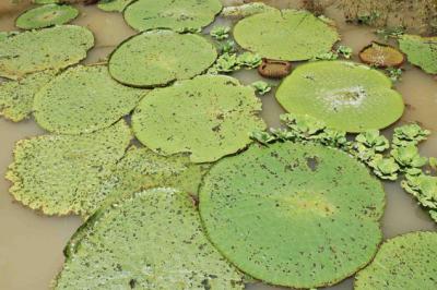 Amazon river, by M Blagojevic