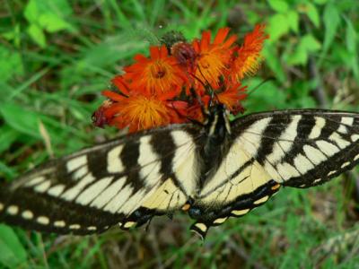 Break for the butterfly