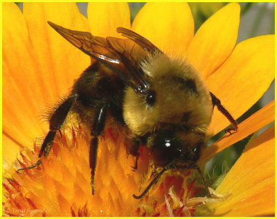 Bee close up