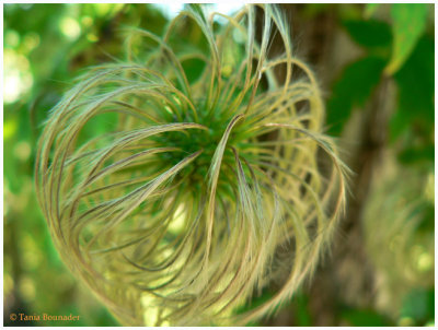 Bad hair day ...