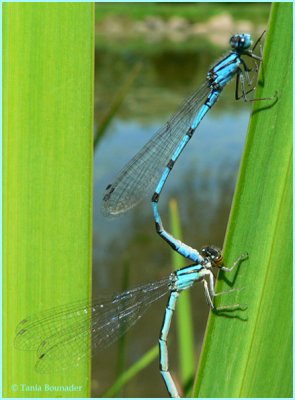 Mating time ?