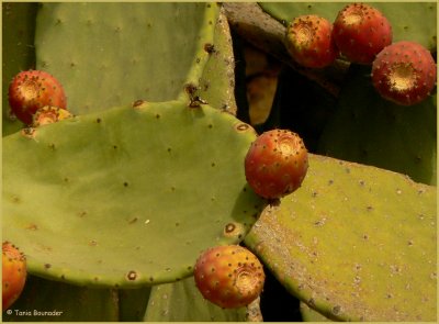 Cactus pears
