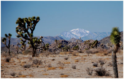 It was amazing to stand in the desert and see snow in the background