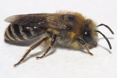 Mason Bee #1