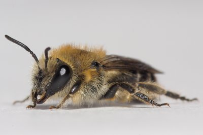 Mason Bee #4