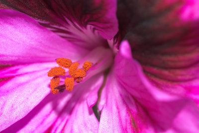 Flower #2