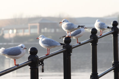 Back-Headed Gulls