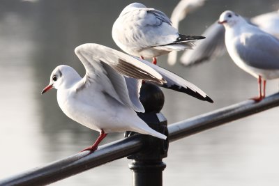 More Black-Headed Gulls