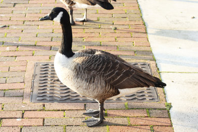 Goose