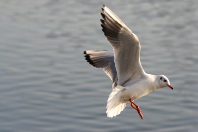 Yet another  black-headed gull