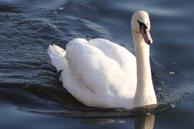 Yet another swan