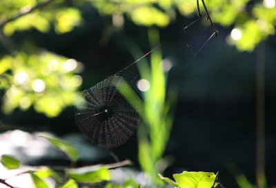 Spider Web, Wellfleet