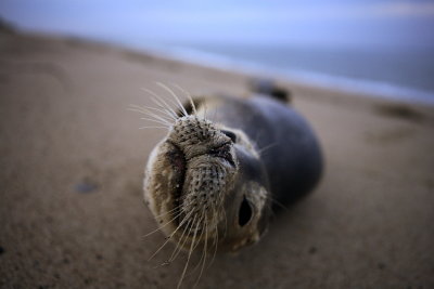 Seal smelling - Head of the Meadow Beach, MA