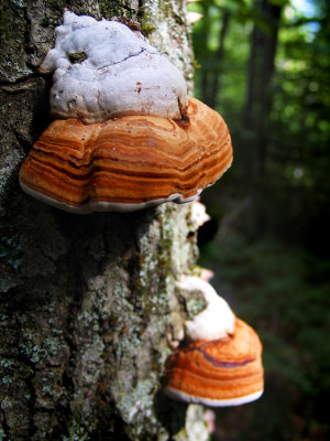 fungi.jpg