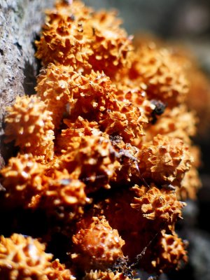 fungi_w_spikes.jpg
