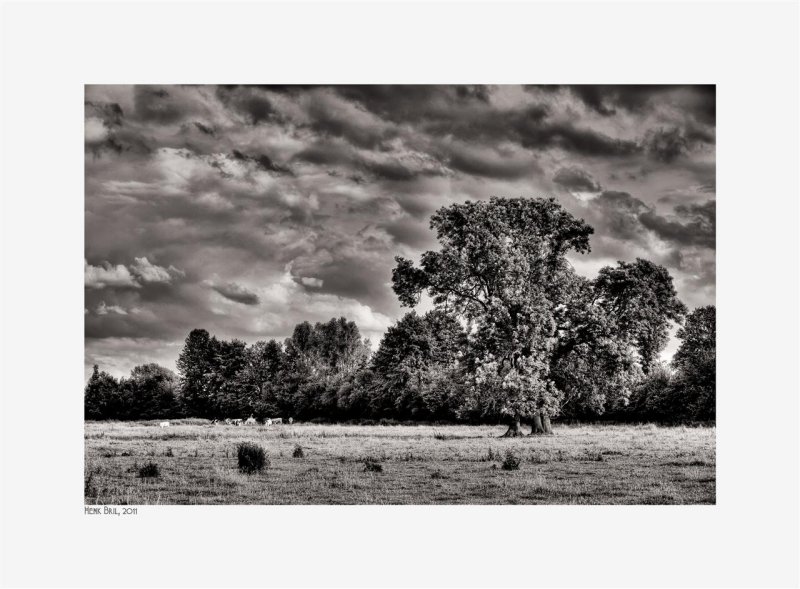 Trees, Cows and Clouds