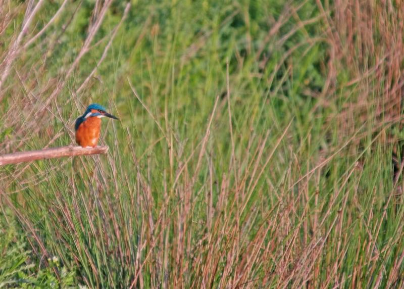 Kingfisher I