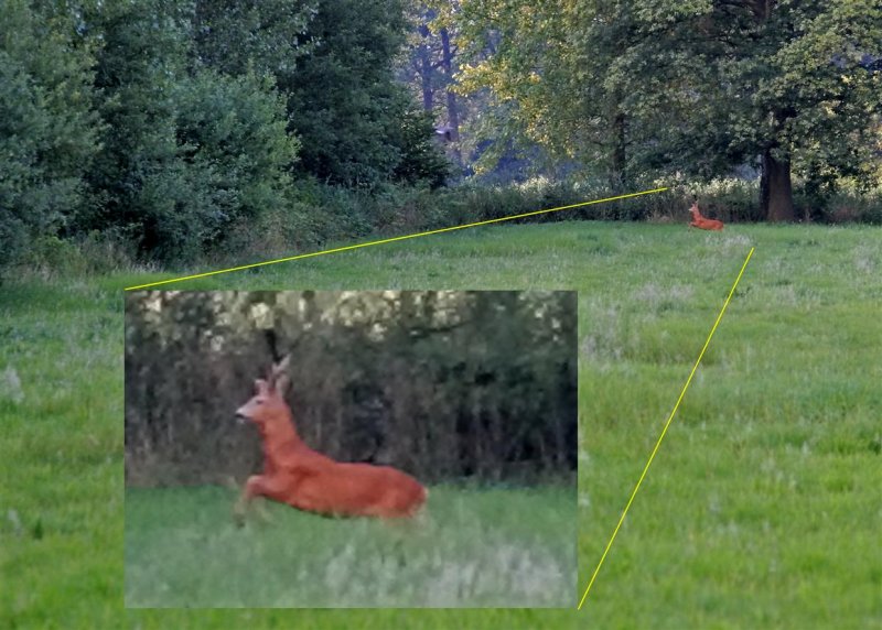 Deer in the IJzerenbos