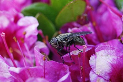 fly1.jpg