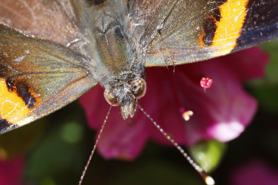 moth3.jpg