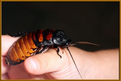 hissing_roach