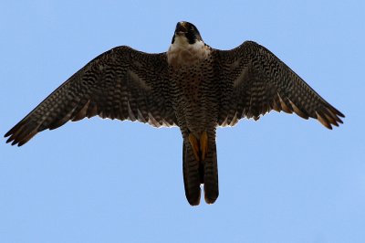 Hurricane (female) 2011 Brandon