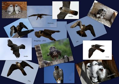 Meet the Manitoa Peregrines from 2011