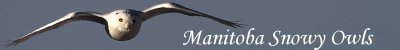 snowy banner 2001-1.JPG