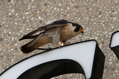 Smiley (male) 2012 West Winnipeg