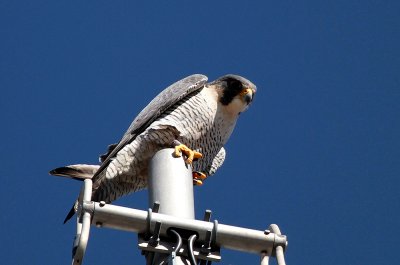 IMG_0340-1.jpg