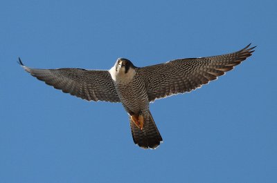 IMG_0222-1.jpg