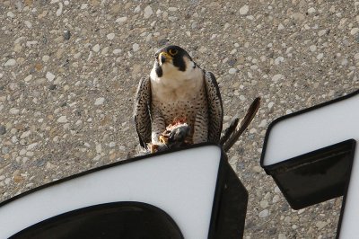 Smiley (male) 2012 West Winnipeg