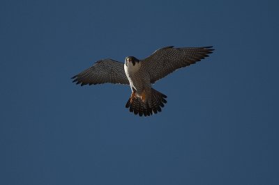 IMG_0328-1.jpg