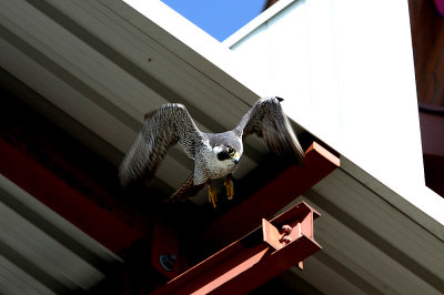 Jolicoeur (female) 2012 HSC