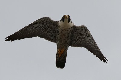IMG_0098-1.jpg