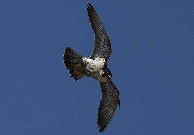 IMG_0059-1.jpg