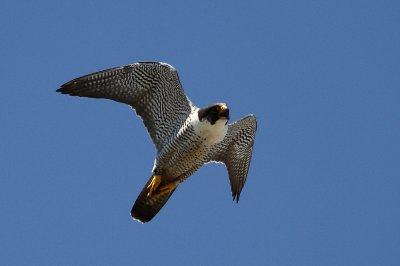 IMG_0117-1.jpg