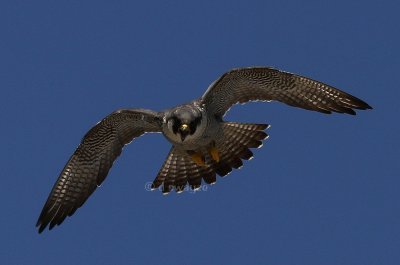 IMG_0067-1.jpeg