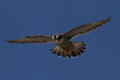 IMG_0069-1.jpeg