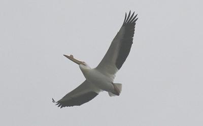 pelican...Oak Hammock